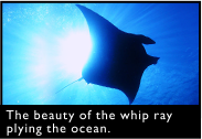 The beauty of the whip ray plying the ocean. 