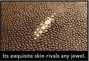 Its exquisite skin rivals any jewel. 
